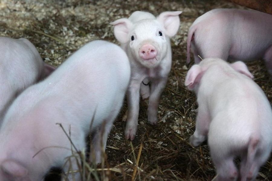 加大养猪出炉五年计划！想知道的看过来