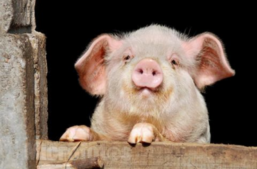 猪繁殖与呼吸综合征(Porcine reproductive and respiratory syndrome,PRRS)是以引起母猪流产、早产、产木乃伊胎