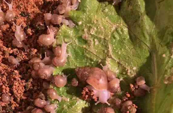 大叔在院子里养起这个，大多数人都不看好