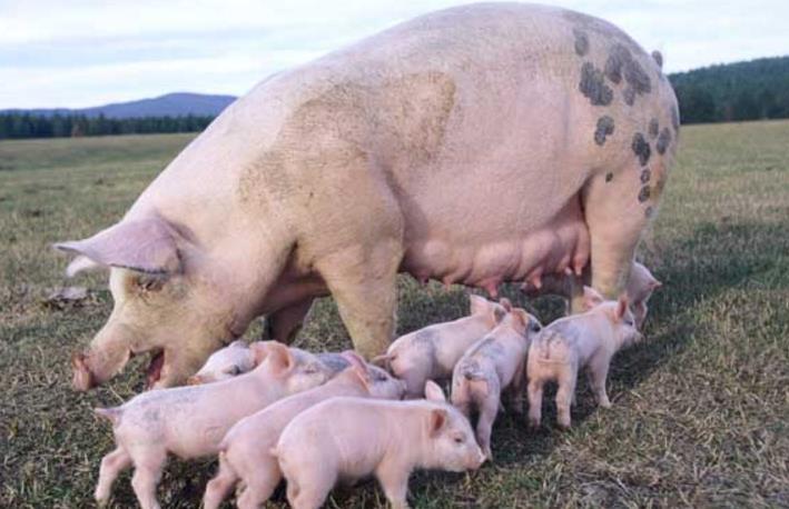 现代化养猪场设计方案,需多少时间