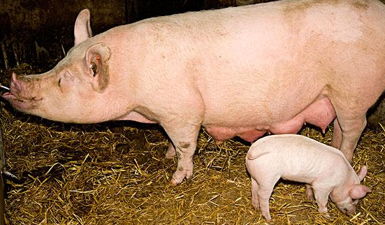 怎样养好猪,就是怎样和猪打交道,暂且不提。今天我要说的是,怎样和人打交道,我们的猪才能卖个好价钱。我认为有以下些方面做到了,你卖猪就轻松了。