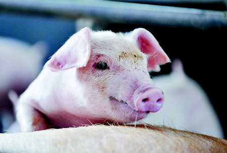 董广林:发生在规模猪场中那些不可描述的潜规则