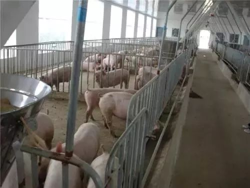 母猪经常感冒，拉肚子，老农也找不到原因究竟什么情况？