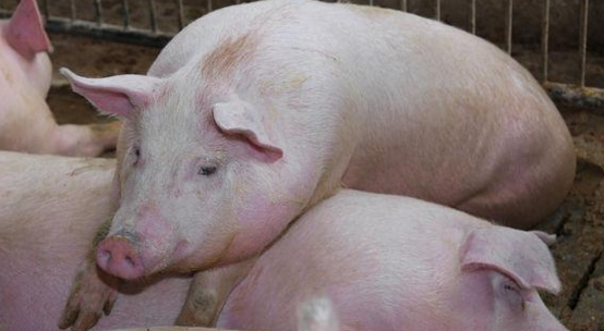 春节是中国的传统佳节,随处呈现出一派喜气洋洋欢声笑语的画面,然而对于养猪人而言,也是惆怅的时候。2018年,你了解养猪现状吗?你还坚持养猪吗?