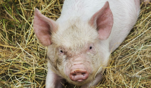 有相关专家认为猪是很干净文明的动物，可是现实生产中猪确实是我们想像的那样子吗，很多养殖朋友肯定会持坚决的反对意见。
