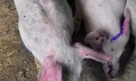 维生素C在生猪养殖中可以发挥巨大的作用，而且其价格非常便宜，是普通抗生素的五分之一甚至十分之一。