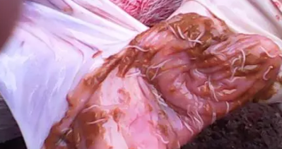 寄生虫是养猪场最容易忽视的问题，也是对养猪场危害最大的因素。成虫与猪争夺营养成分，幼虫造成猪营养吸收不良