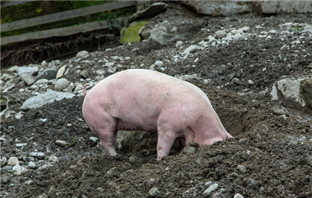 首席无产阶级从业者
