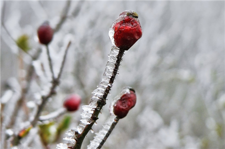 初春猪病防治关键四措施
