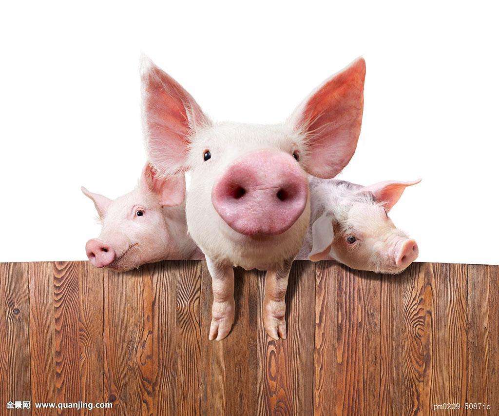 什么样的养猪模式最赚钱?养猪人不可错过的门道!