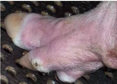 还未免疫的哺乳母猪患上口蹄疫，那奶猪该这样急救