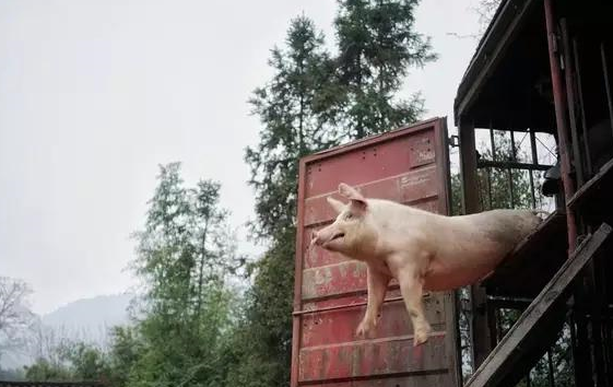 猪农巴巴