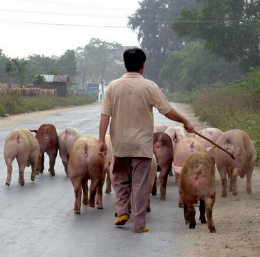 国家为保证农业的健康发展，每年针对具体情况都会出台一系列政策，2018年，农业的红利也如期而至。如农业补贴、创业政策扶持等等。