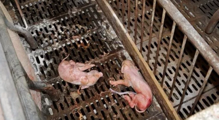 《中国猪业》杂志 猪业资讯