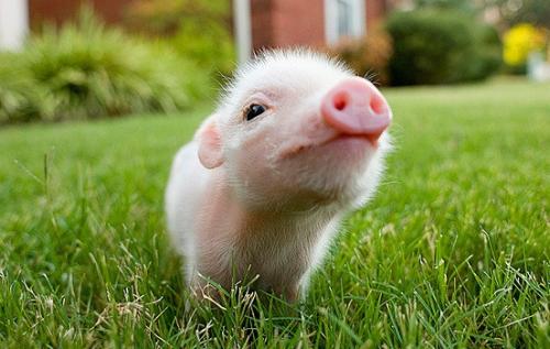 世界上没有无缘无故的爱恨情仇和猪价,其是表现出上涨的态势亦或者是下跌的步伐,都是来自于前期整个养殖端种下的种子,而现在的市场价格正是我们所有养殖户被迫要收获的结果,或者说是人在江湖,身不由己!