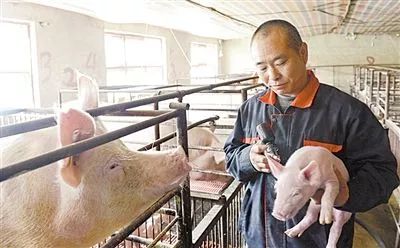 小猪崽打了补血针，全身为什么发紫？