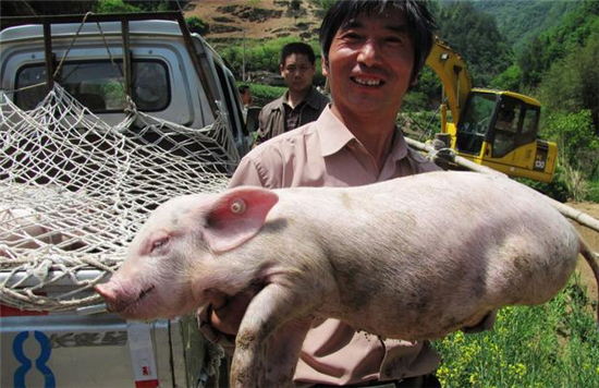 中国养猪网