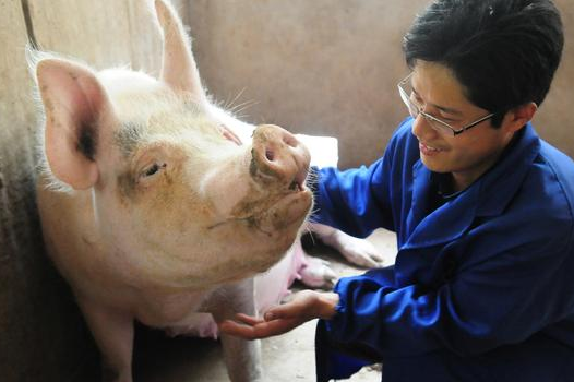 母猪产道流脓终归是化脓性炎症的临床表现，在出现化脓性感染前，化脓致病菌和机体的平衡已经被打破，打破这种稳态有许多深层次的原因