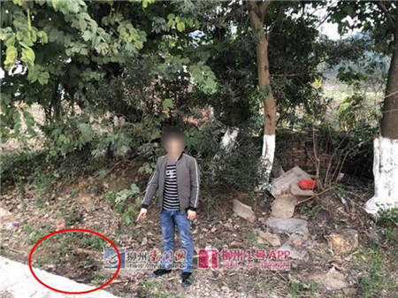 太可恶!柳江一贫困户养的猪被同村4人打死分了