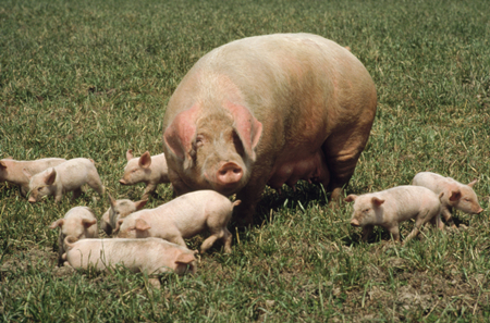这一轮猪价下跌 会不会把农村散养户淘汰掉？