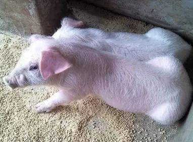 猪场里面，引起死胎的常见传染病，养猪人总结防治方案！