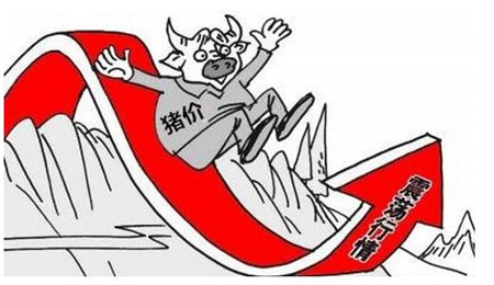 中国养猪网