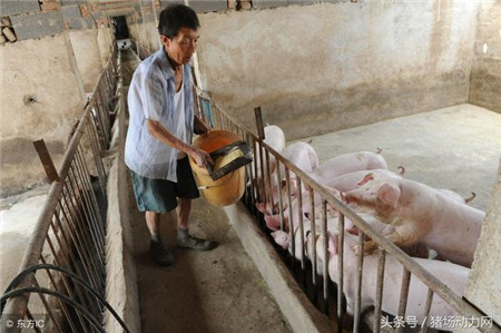 致养猪人：还在坚持养猪的你们真的好棒！