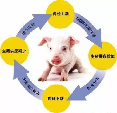 产能较低母猪淘汰加速!猪价低谷提前到来?