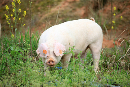 农户养猪“赔本”了？猪价近日又降，快听专家建议