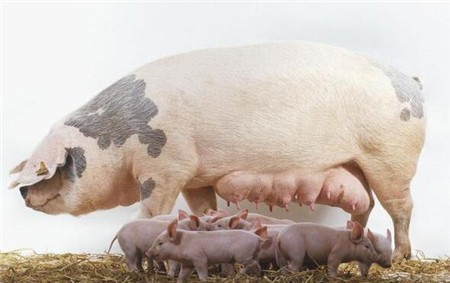 农村人养猪很多自己都不懂,都是别人说什么就是什么,别人说多少钱,就是多少钱,因为不了解行情不懂所以只能任人宰割。