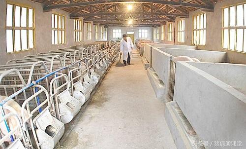 猪会莫名其妙地生病是咋回事？