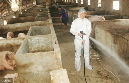 万恶之源—“猪场三毒”