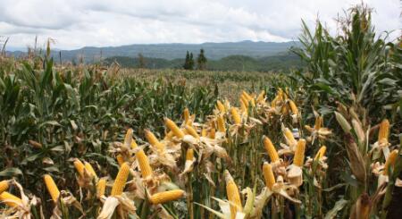 《中国猪业》杂志 猪业资讯