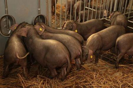 　据农业部消息，目前育肥一头猪基本要亏损240余元，生猪养殖进入深亏区。广东省猪粮比在盈利区间运行30多个月后，近3年来首度进入亏损区间运行。