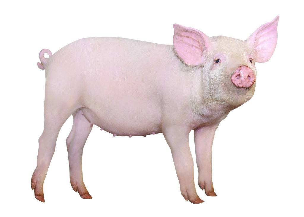 谋易咨询机构/深圳中加融达投资