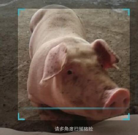 近年来人脸识别可以说是越来越流行,不管是银行,医疗,科技,教育还是交通各个领域,都得到了广泛的运用。 特别是随着iPhone X的推出,许多安卓手机厂商都跟进推出了配备人脸识别技术的智能手机产品,并且部分老机型也都陆陆续续通过系统升级的方式获得了这一功能。 万万没想到,如今人工智能已悄然融入养猪生产中,又流行起了“猪脸识别”。 近日,国家生猪产业体系首席科学家、中山大学教授陈瑶生正式发布“猪脸识别”技术并投入使用。 跟手机上的人脸识别类似,猪脸识别技术也能够通过手机“扫一扫”猪脸,然后识别出“眼”前的猪,就能得到猪的编号、父母、品系等信息,以了解每头猪的进食偏好、食量、健康状况等。 据了解,目前,掌握猪脸识别技术的团队已经入驻广州种业小镇,其研究成果将广泛应用于养殖管理、食品安全等领域。到昨天上午,全国已有1692个养猪场的168821头大猪参与猪脸识别体验。 开发团队表示,“猪脸识别”系统融合了图像识别、算法分析、机器学习等处理技术,有着识别精准度高、可实时手机端应用、养猪用户提供免费使用等优势,提高养猪行业生产效率、降低养殖成本。 对于消费者而言,最关注的就是食品安全方面的问题。 近年来,猪生病的情况依然时有出现,在食品安全上也暴露了很大的隐患,买放心猪肉成为了大家的希望,而猪脸识别,除了能帮每一头猪建立它们的档案,还能作为全天候的“疾病勘察器”,根据猪的体态情况判定它的健康情况,从而及时帮助农民做好隔离防范措施,减少损失。 不过,猪脸识别技术在使用过程中也遇到种种难题。比如说,猪脸信息录入要求多角度扫描,而猪不是躺着就是眯着眼,操作者需要花费不少工夫才能完成拍照。 此外猪还受到生活环境、彼此打斗等影响,把脸弄得脏兮兮的,不易识别。