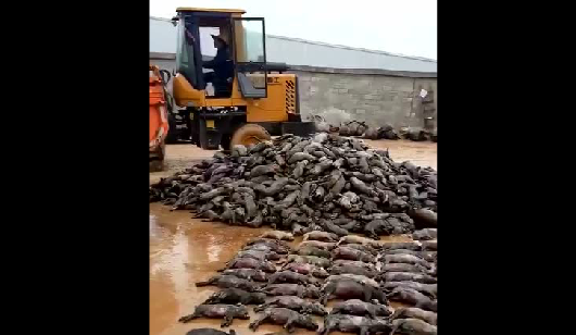 2018年3月23日晚20时许，广西壮族自治区南宁市武鸣区府城镇四明村一家养猪场发生猪舍火灾事故，城区消防队于当天晚上22时左右将火扑灭。