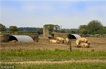 2018年猪价行情大跌,养猪人心里都在打鼓,有的在苦苦支撑,而有的退出了行业。未来该何去何从?首先要弄清养猪业发生了哪些变化,再做决定。 七大新变化 一、生猪出栏量同比增加 大型龙头企业扩张较快,产能大量稀放。据统计2018年1-2月份9大上市公司共出栏生猪561.2万头,同比增长27%。据样本点调查,万头猪场1-2月份出栏生猪同比增长3%;监测村1-2月份出栏生猪同比增长5.0%。 2018年规模企业生猪出栏同比增加。温氏股份出栏目标2300万头,同比增长20%;牧原股份出栏将超过1000万头,同比增长40%;正邦科技出栏650万头,同比增长90%;广安生物和新大牧业年出栏预计分别超过100万头和70万头,同比增长均超过60%。据业内统计测算,全国一体化规模企业出栏量占全国比重将增加到10%,新增出栏量达2000万头左右。 二、生猪生产水平不断提高 饲养管理水平提高,生产性能明显提升,从调查情况来看,当前部分猪场猪舍改成地暖,用电取暖,仔猪腹泻发病率一年比一年轻,目前全国万头规模以上猪场PSY平均水平可达20头以上,中等规模猪场也能达到18-20头,较前几年平均增加了3-4头,较2017年平均提高1头,8胎以上高龄母猪存量较少。 三、生猪出栏体重增加 养“牛猪”和二次育肥现象明显,出栏肥猪活重呈逐年增长趋势。2016-2017年行业二次育肥现象贯穿整年,再育肥期在1-3个月不等。如温氏股份出栏活猪体重增加到120kg左右,新郑银发公司出栏活猪体重由前几年的不足110公斤/头,增长至120-130公斤/头;新大牧业公司春节前后出栏体重115公斤的活猪有60%进入二次育肥市场,最终出栏体重达150公斤以上;新郑兴业猪场年出栏生猪万头以上,平均出栏体重达140公斤左右,除自繁自养外,也进行短期二次育肥。未来二次育肥可能成为专门一个职业。 四、能繁母猪总体存栏变动不大,更新力度加大 据走访猪场摸底统计,2018年3月份母猪存栏量同比增幅在2%。饲养20-30头母猪的自繁自养户,母猪淘汰量较大,能繁母猪更新率提高,发现种猪问题会立即淘汰,以保持高效生产。另外为控制后市风险,弃养母猪增多,直接转型改为专业育肥或二次育肥。部分规模场户为避免重蹈往年巨亏风险,2018年有意向主动加大母猪缩减量,淘汰时间多安排在7-9月份,且多采取淘汰与后备补栏同时进行。 五、补栏相对清淡,但仔猪补栏仍好于母猪 进入3月份,市场仔猪补栏和母猪补栏总体上继续保持清淡;据种猪企业反馈,3月份仔猪出售价格400-420元/15kg,保本微利,较大体重的保育仔猪仍较好卖。 二元母猪销售客户群为中小户(单批补栏30头以下),销售难度较大,销售体重增加。面向大客户的总体销量仍较稳定,销售体重55-56kg,销售价格1600-1700元/头,同比下降400元/头左右。行业对7-9月份生猪行情仍保持相对乐观,仔猪补栏整体好于母猪。 六、为降成本,行业已快速行动起来 养猪出栏已亏损,但出售仔猪与种猪还有部分利润空间,为控后市风险,多在采取加大母猪淘汰,仔猪与种猪促销,另外,饲料涨价,全价料销量下降,预混料增加,也从中看出,养殖端也正从控制饲料成本入手。再者,也在积极研究其他降成本的有效方法。降成本,直接是提高效率,降低直接生产成本;间接是优化生产组织形式,扮演自己最擅长的角色,获得最佳利润和成本可控。 七、鲜品消费稳定,冻品囤货力度仍不大 家庭鲜销已基本稳定。3月份以来,猪价快速下跌,据对农贸市场猪肉摊位调查,今年春节后猪肉销售情况与往年大致相同,销售量为正常情况的50%左右,虽然猪肉较年前便宜2-3元/公斤,但日销售量并没有明显增长。 冻品囤货已逐步开始,但力度仍不大。据调查,单纯屠宰企业屠宰量有所增加,肉制品企业、食品厂、经销商等已有企业开始增加冻肉库存,但量仍不大。 受环保因素影响,跨区域调运增加。2018年春节前后受一二线城市受大气污染治理影响,屠宰开工下降,外调量增加,如郑州屠宰场关闭增加,供应能力下降,外埠入郑白条猪供应增加。 四点意见 一直以来,养殖户养猪都要看运气,看行情!行情好了都开心,行情不好一年就白忙活了,今天就告诉你一个好方法,让2018年养猪不在被行情牵着走,让养殖户只赚不赔! 生猪价格是由供求关系决定,目前的生猪市场走跌的主要原因是因为供大于求。供求关系也时刻在变化,养殖户无法决定供求关系。价格对于养殖户来说只是一个参考信息,并不能给养殖户带来重大的经济利益。 如果养殖户只是一味地根据猪价的上涨、下跌来决定是否补栏是绝对错误的养殖策略;相对于猪价,养殖户其实更应该关心的是养猪带来的利益最大化。那么应该采取措施来提高饲养效益? 1、尽可能的降低成本。养殖户不能够总是指望猪价上涨,而应当想法降低成本。在猪价低迷时,改良种猪群以及淘汰生产性能不佳的母猪,以保证能繁母猪群和后备母猪的质量。总之养殖户不能总寄希望于生猪价格一直上涨,而是要尽可能的提高生产技术、降低成本,这样才有可能盈利。 2、做好防疫管理。2005年以来养猪业遭受了两次重大疾病,2006年夏季的猪“蓝耳病”和2010年冬季的仔猪流行性腹泻,这两场重大疾病使得部分养殖场的仔猪死亡率高达50%因此,养猪者应重点做好疾病防控措施,制定科学有效的防疫制度从而避免一些重大疾病可能带来的经济损失。 3、加强猪舍的养殖环境管理和提高饲料员的科学饲养素质强化猪舍清洁卫生,降低隐性成本费用支出。 4、寻找替代性原料降低饲养成本。当前全球传统的谷物和蛋白原料成本不断上升,采用替代性原料可有效降低饲料成本、提高饲料质量,是养殖户较为普遍的做法。