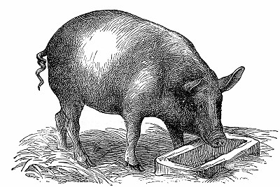 。2018年全球猪肉产量预期会增长,关税增加将导致自美国进口猪肉量趋降,从其他市场进口量则可能会相应增长。