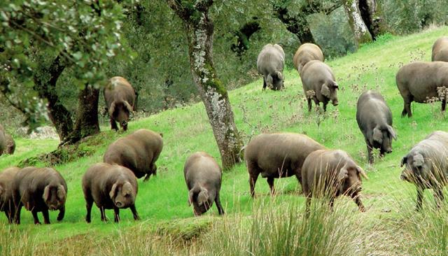猪价继续上涨,真的是好不容易才盼来!猪价虽涨了,但你能卖出去才算是真涨了!对此无论其中阴谋与否,对养殖户来说也是一件好事,
