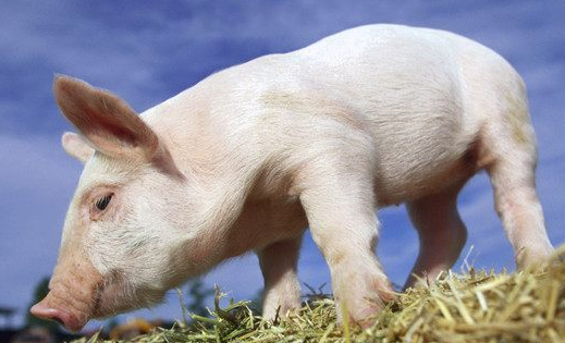 共享年猪出现,你认为有发展的前景吗