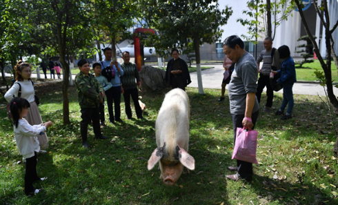 　　前后段落之间空行数:城事｜满血复活！曾倒地不起的“猪坚强”恢复每天两次散步