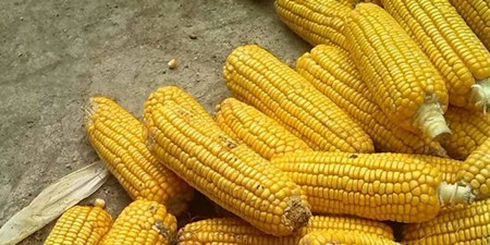 经过了近半个月的发酵，临储玉米提前拍卖将落地的传言也是越来越多，市场对拍卖的关注度也越来越高，整个市场对拍卖也愈发敏感。