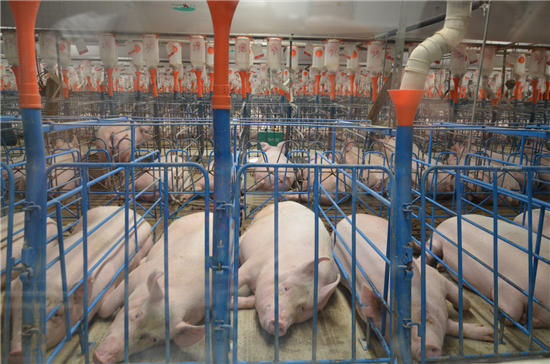中国养猪业发展至今,成本管控已成为了规模化猪场存亡的关键。就养猪总成本而言,影响其高低的因素无外乎是内部外部两个方面。