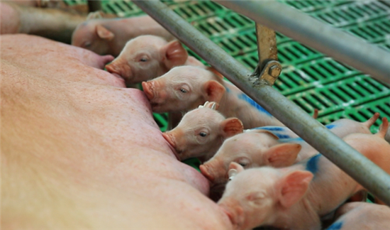 中国养猪业发展至今,成本管控已成为了规模化猪场存亡的关键。就养猪总成本而言,影响其高低的因素无外乎是内部外部两个方面。