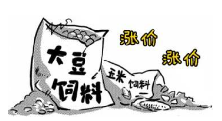 豆粕涨价声音很高!对于哪些猪场会是灭顶之灾?