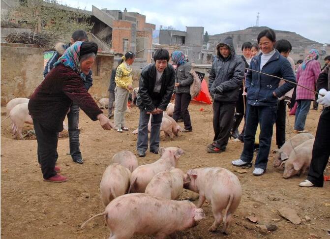 中国养猪网