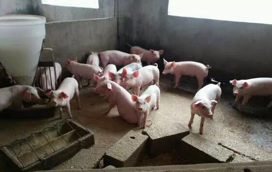 中国养猪网