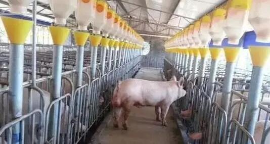 中国养猪网