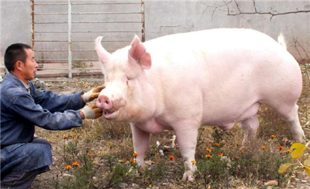 一头都不准养!从限养变禁养,猪农哭诉环保设施白建了!